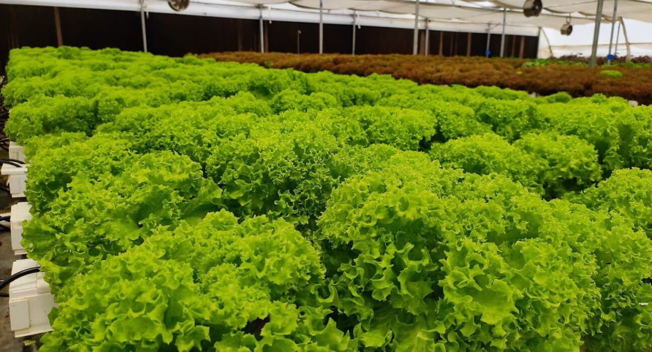 Nutrifresh, an indian hydroponic startup, raises USD 5 million in a pre-seed funding round to scale its operations and enhance productivity