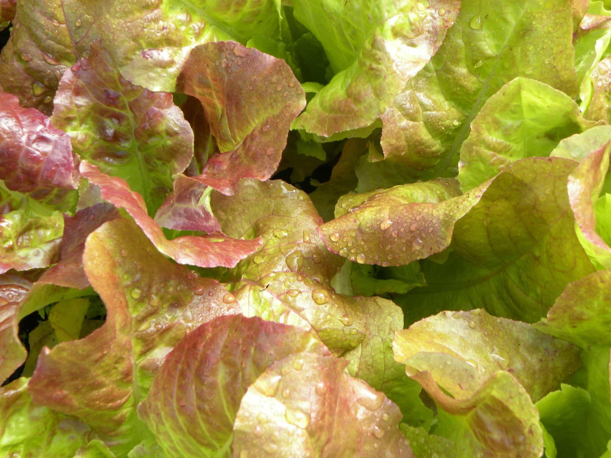 PlanTFarm agreed to a joint venture between them and Premium Group of Mongolia to construct and operate indoor vertical farms this year.
