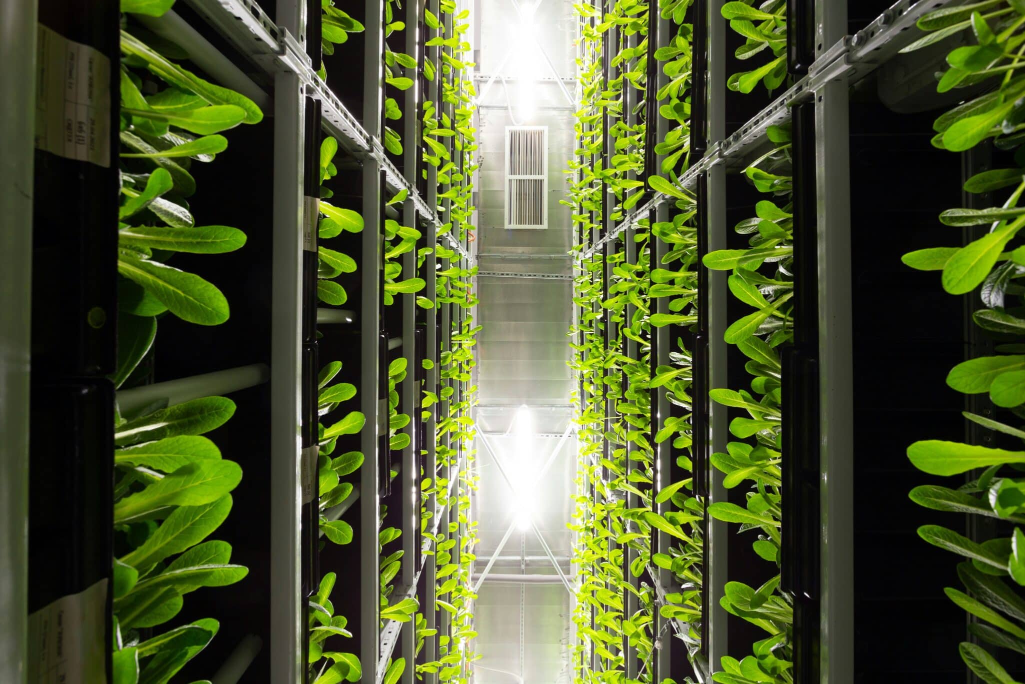 Virginia-based company Beanstalk is repurposing a data center in Herndon into a vertical farm using its proprietary technology.
