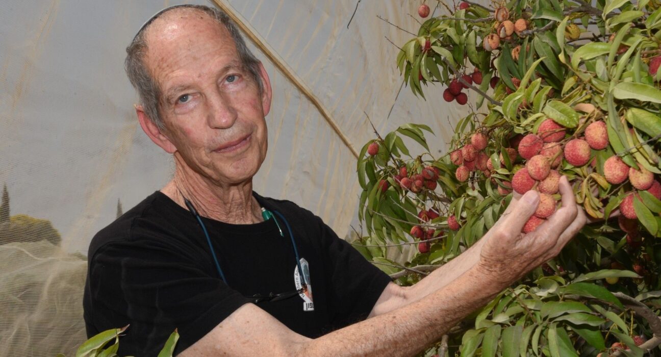 A new study led by MIGAL and Northern R&D found that combining shade nets with misting systems increased lychee yields by up to 50%.