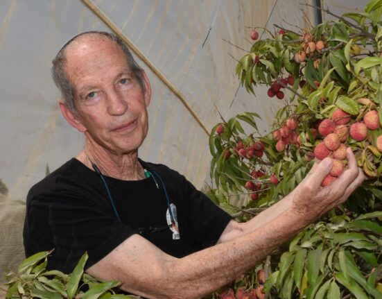 A new study led by MIGAL and Northern R&D found that combining shade nets with misting systems increased lychee yields by up to 50%.