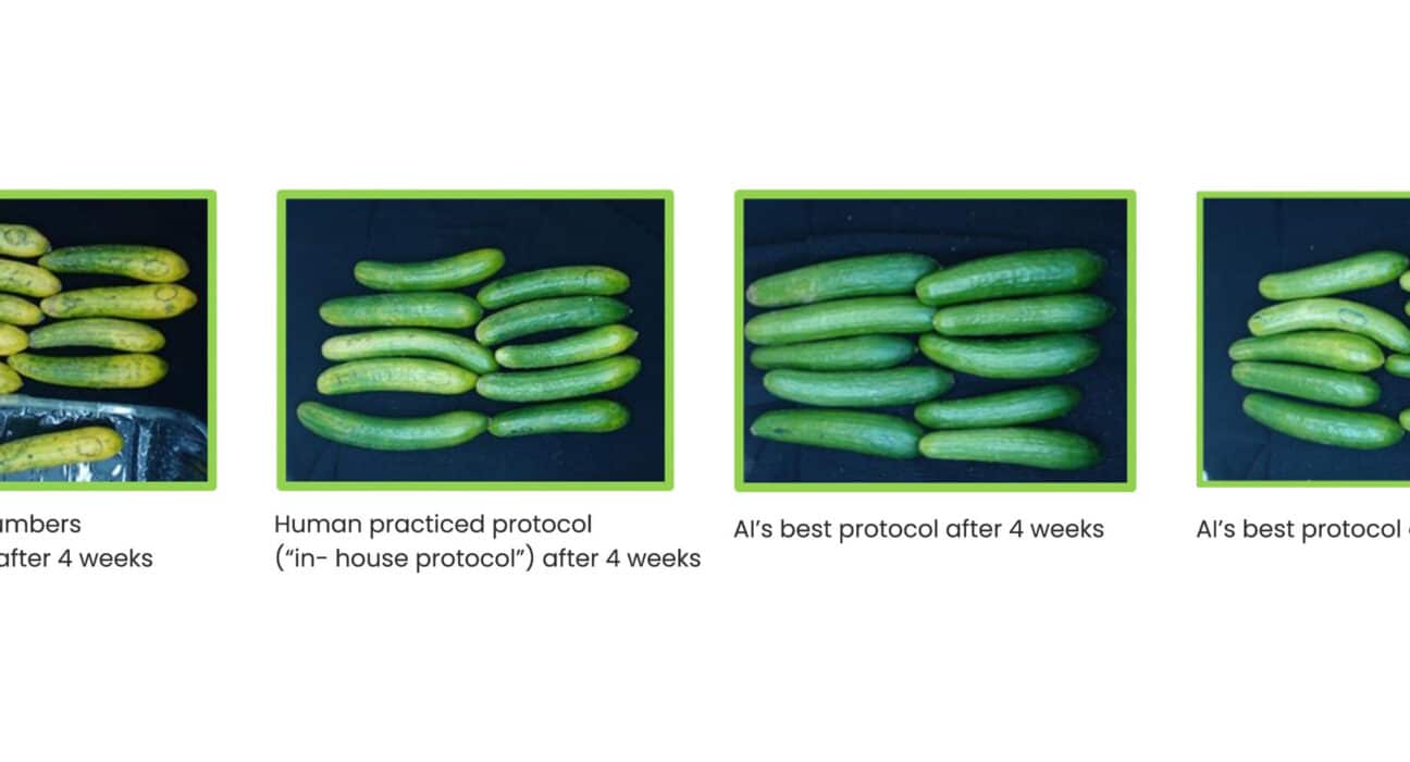 MIGAL researchers have extended the postharvest life of cucumbers from two to nine weeks using AI-driven treatment protocols.