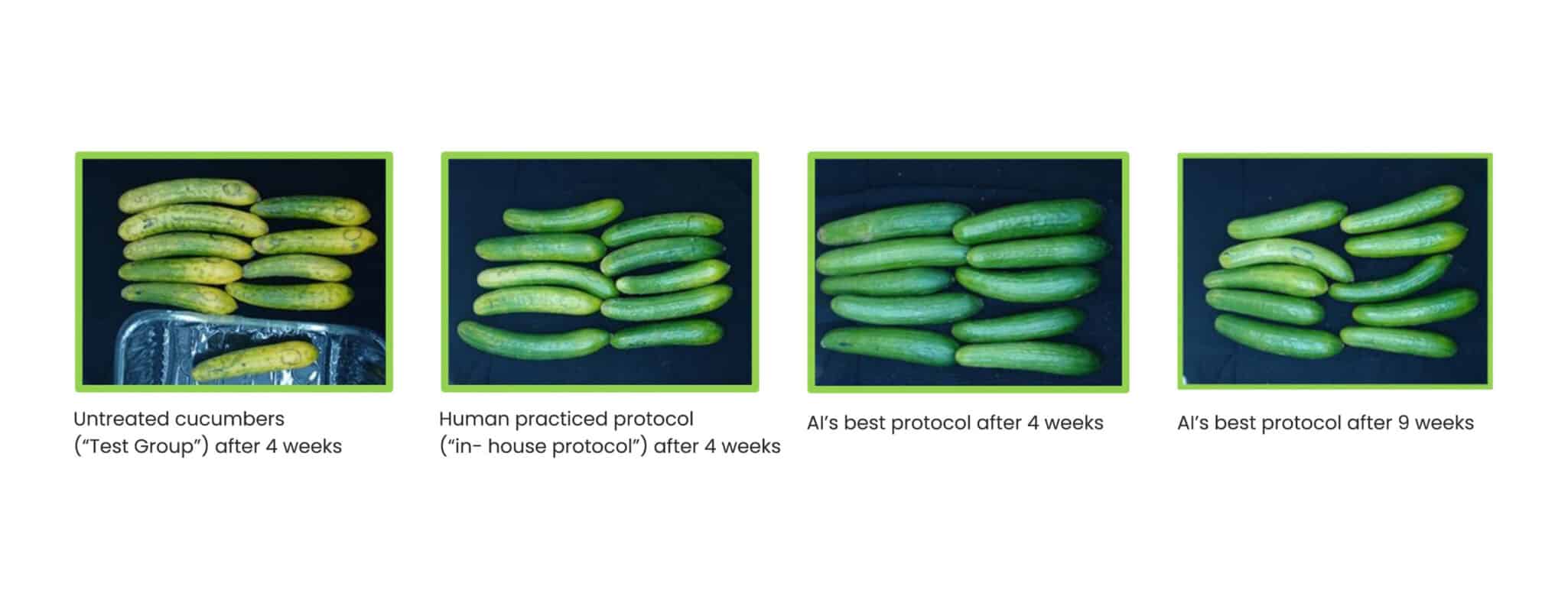 MIGAL researchers have extended the postharvest life of cucumbers from two to nine weeks using AI-driven treatment protocols.