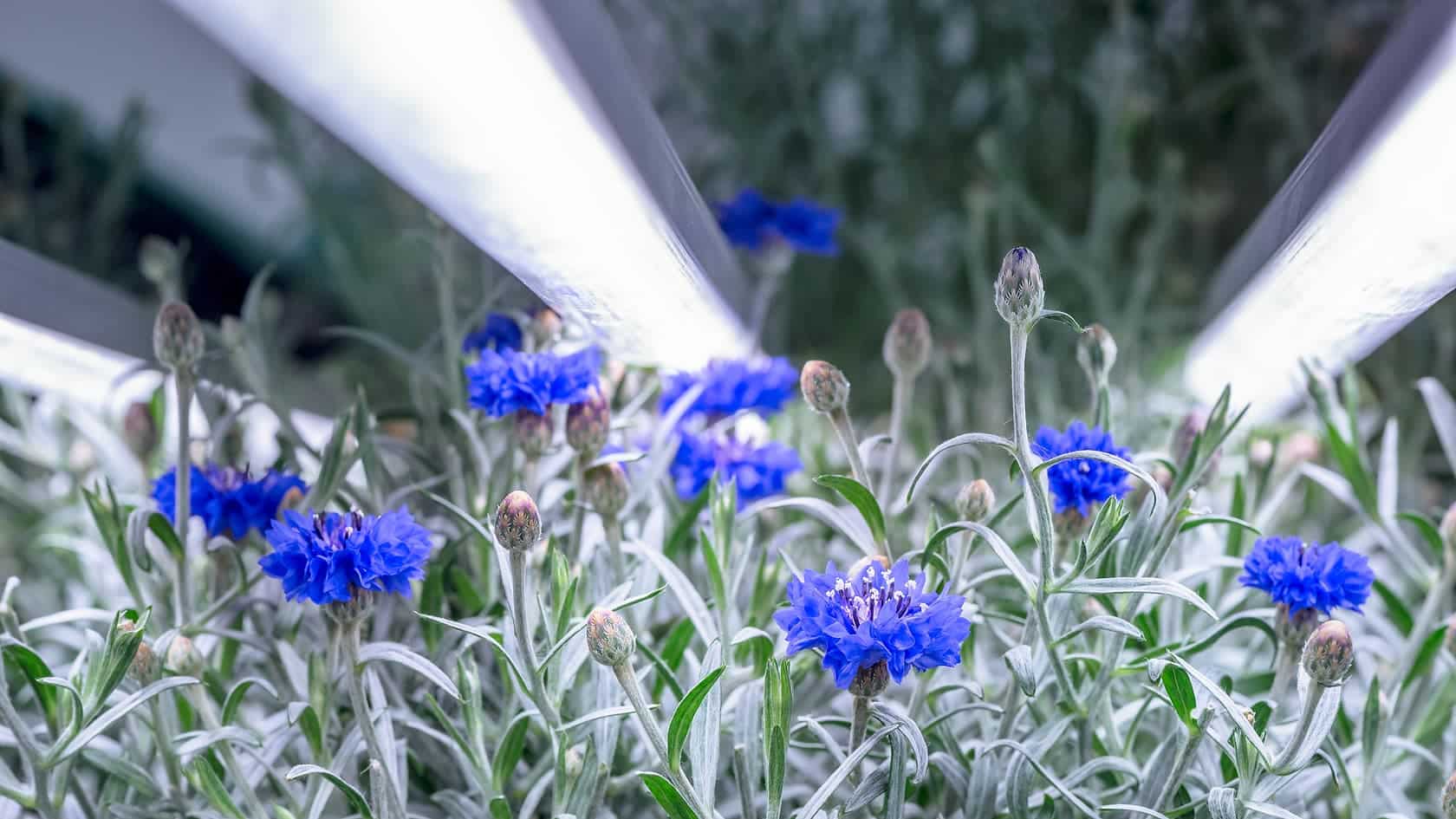 Capsum furthers its development in vertical farming for cosmetics as they've partnered with French Start-up Orium for its Texas plant