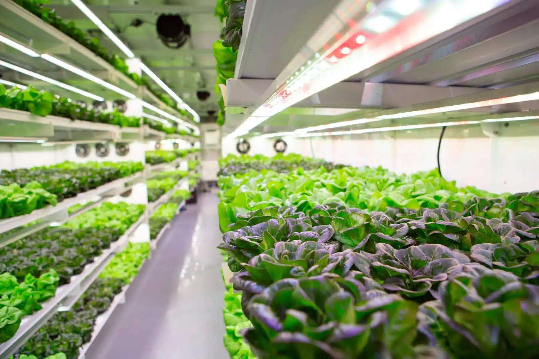 With the installation of a new growing facility in Weymouth, Massachusetts, Town to Table is enhancing its growing and processing capacities.
