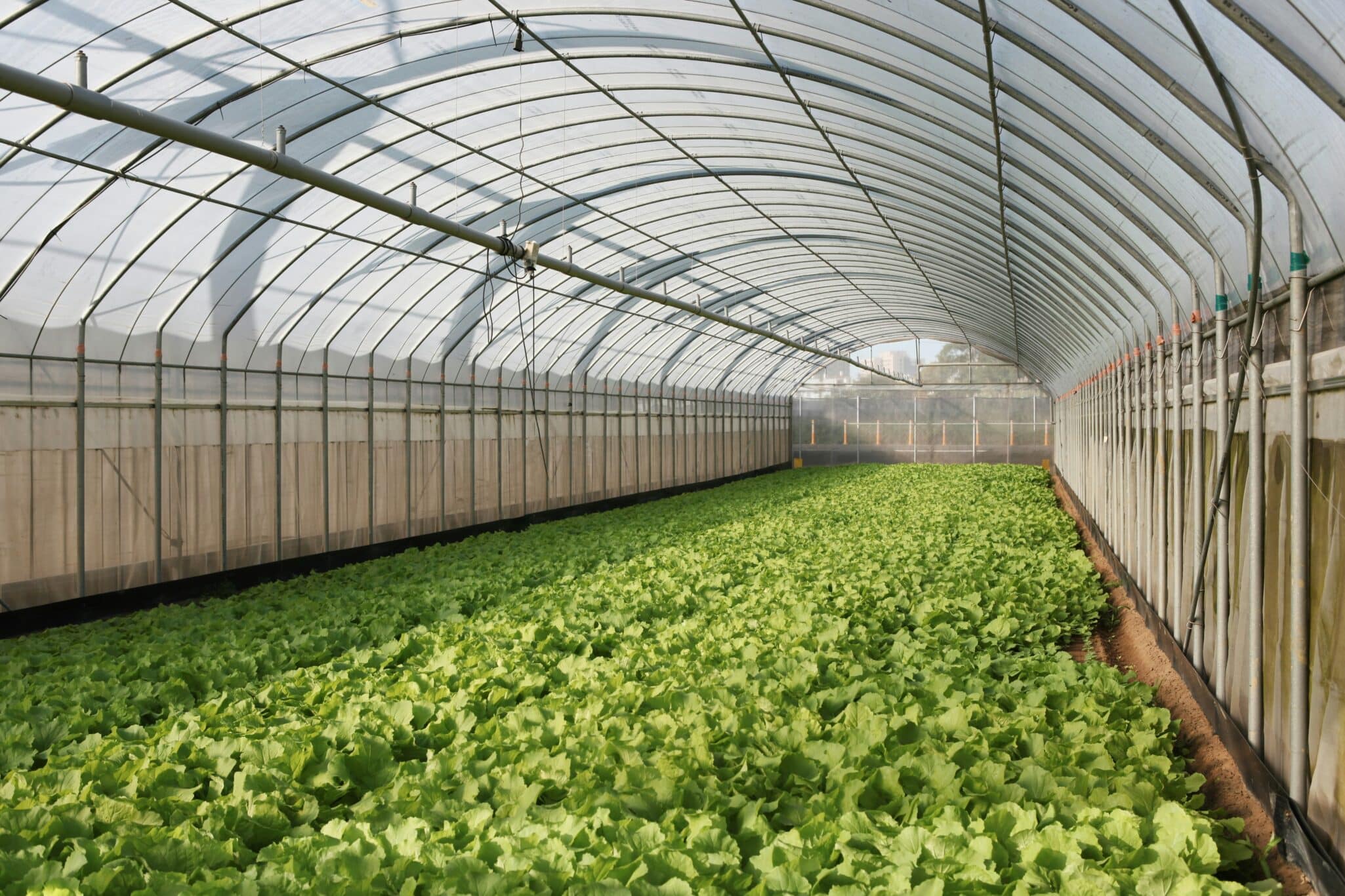 Indonesia's SGH initiative aims to advance modern ag. Farmers have started to benefit from the program's digital agriculture.