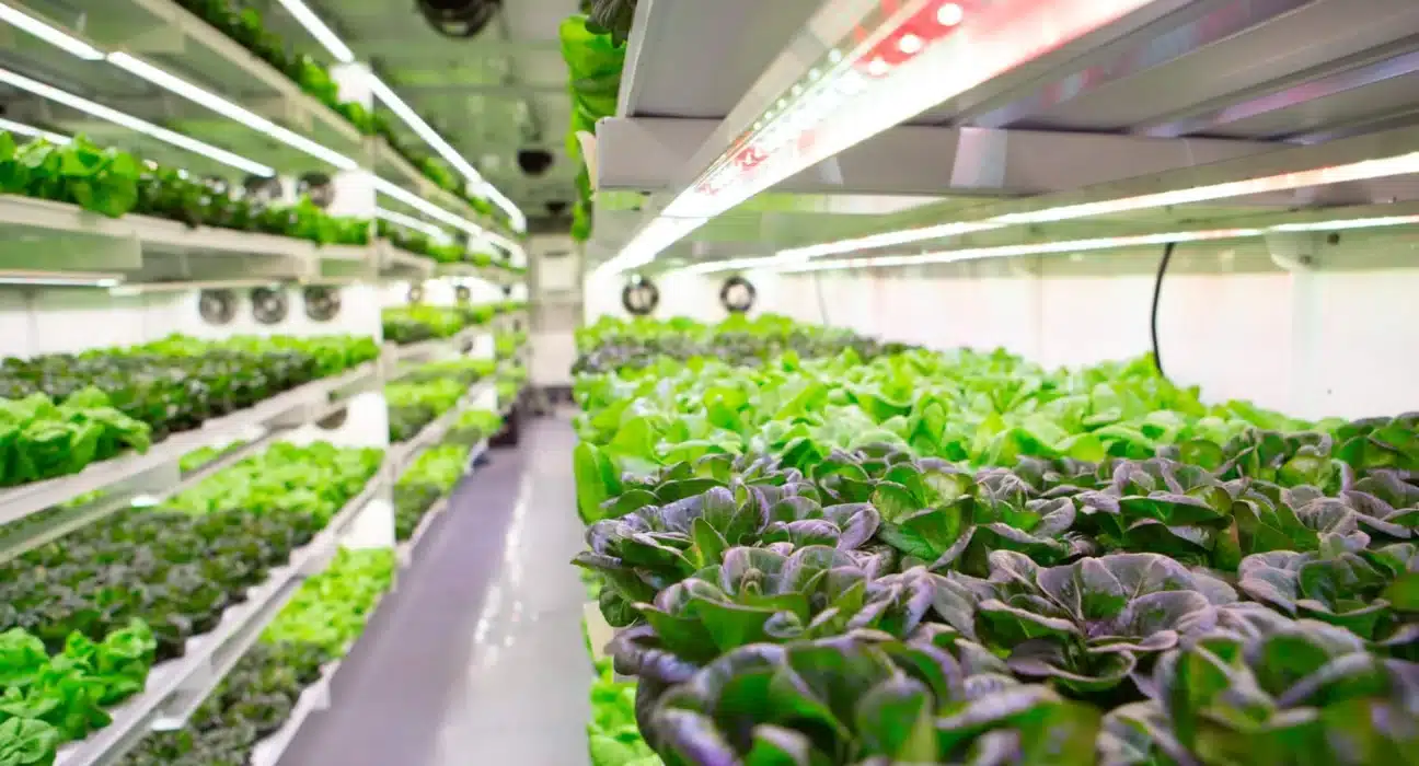 One solution to this problem is using refurbished, decommissioned shipping containers as the primary structure for indoor farms.