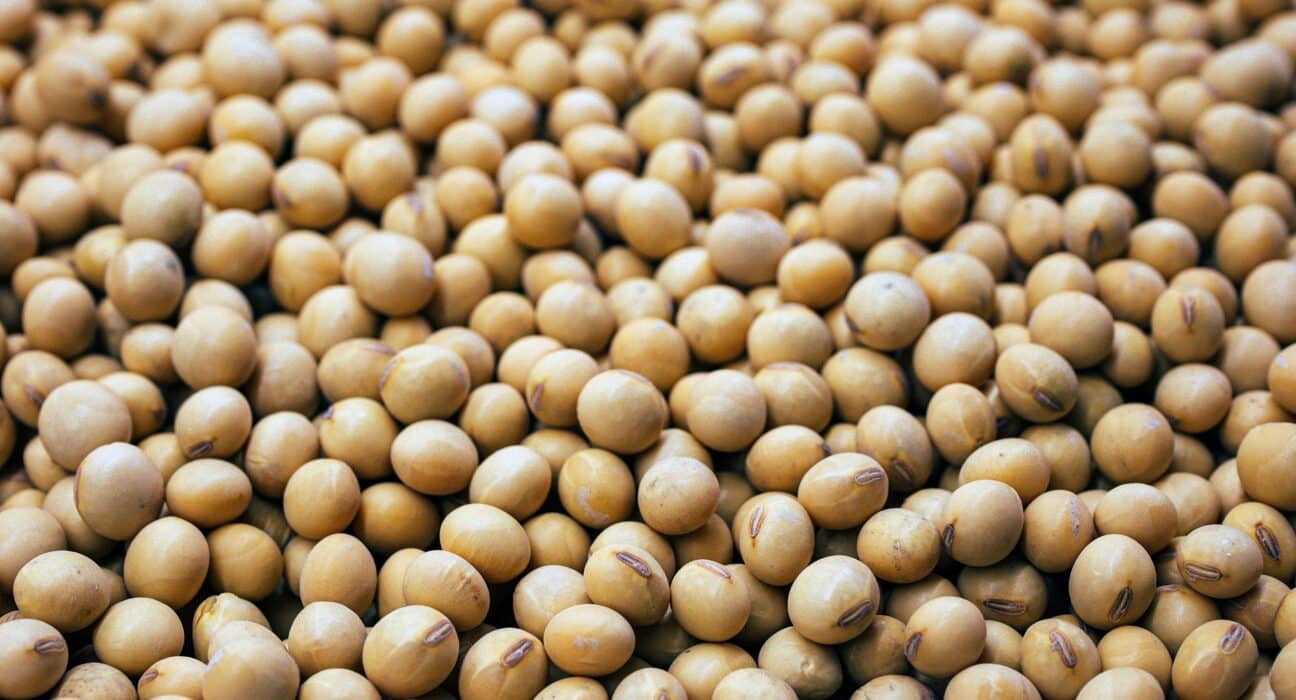BetterSeeds, an Agri-Tech company, developed the first Cowpea plant suitable for mechanized harvesting with gene editing