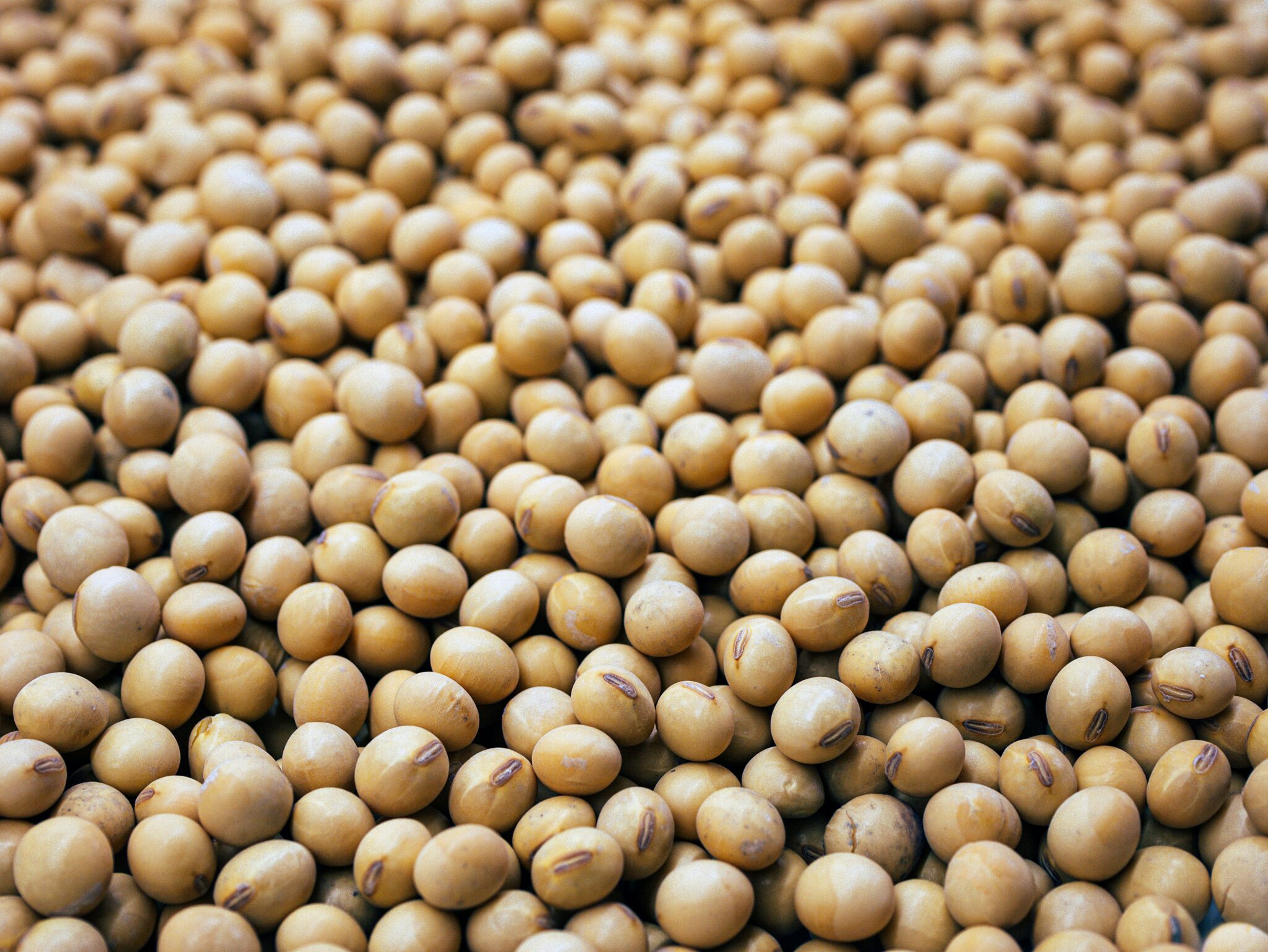 BetterSeeds, an Agri-Tech company, developed the first Cowpea plant suitable for mechanized harvesting with gene editing