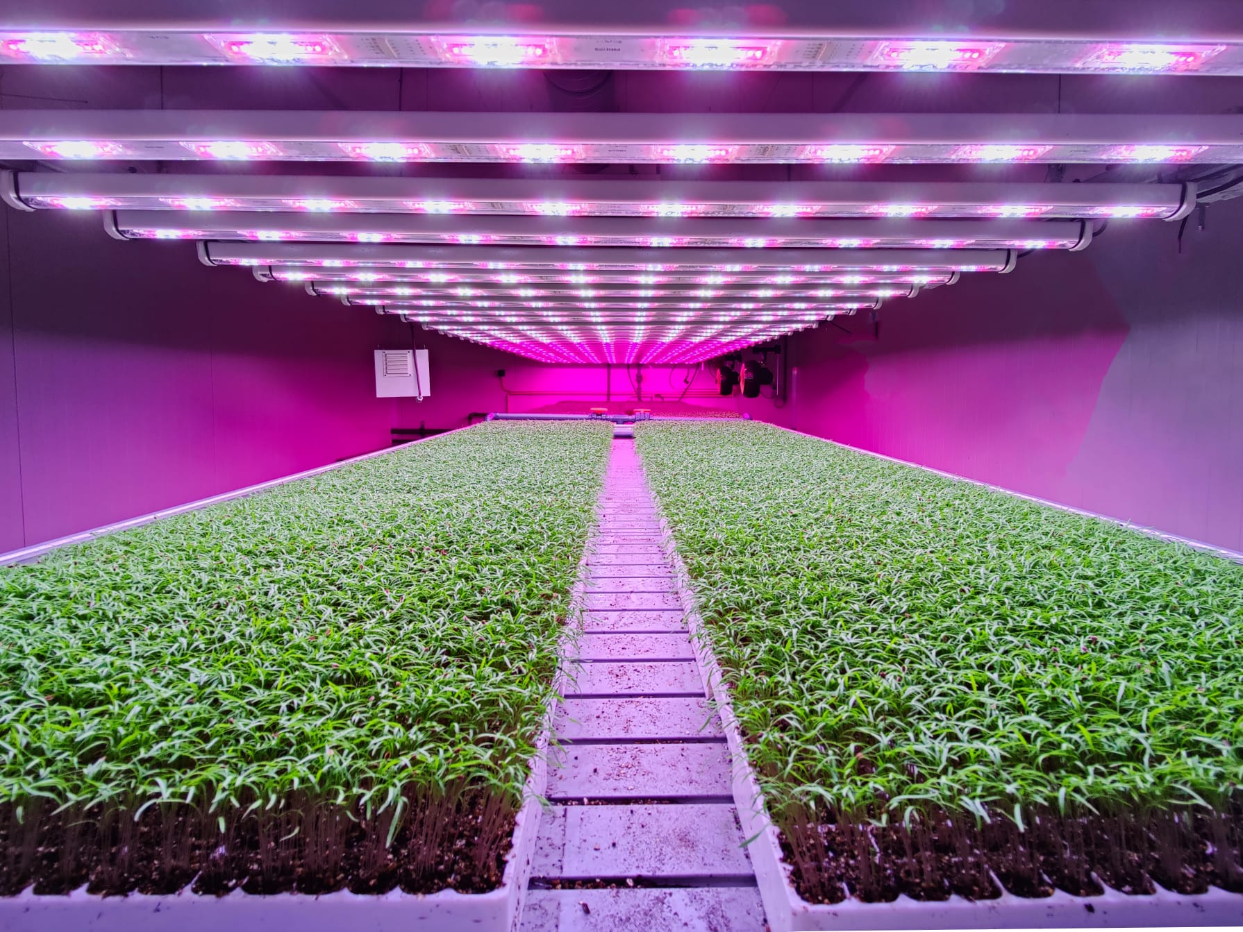 Vertical Farming Company Future Crops Files For Bankruptcy