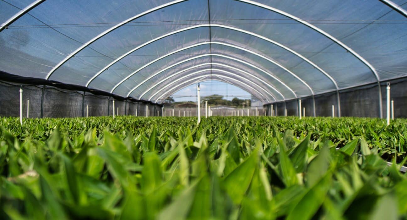 Saudi Arabia has announced a SAR 4 billion (USD 1Bn) plan in the expansion of the country's plant resources sector and greenhouses by 2025.