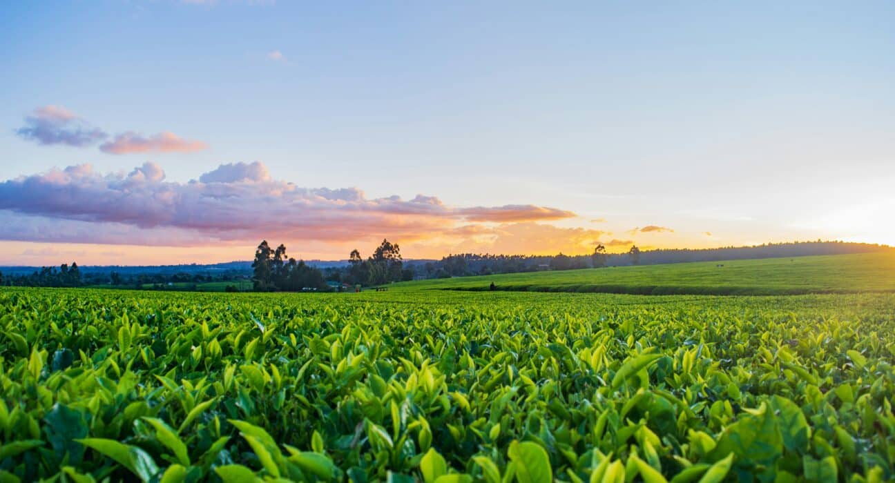 Spanish start-up LiFi4Food has won the food category of the European EIT Jumpstarter program that will help incorporate the company.