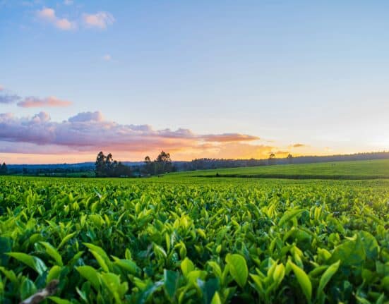 Spanish start-up LiFi4Food has won the food category of the European EIT Jumpstarter program that will help incorporate the company.