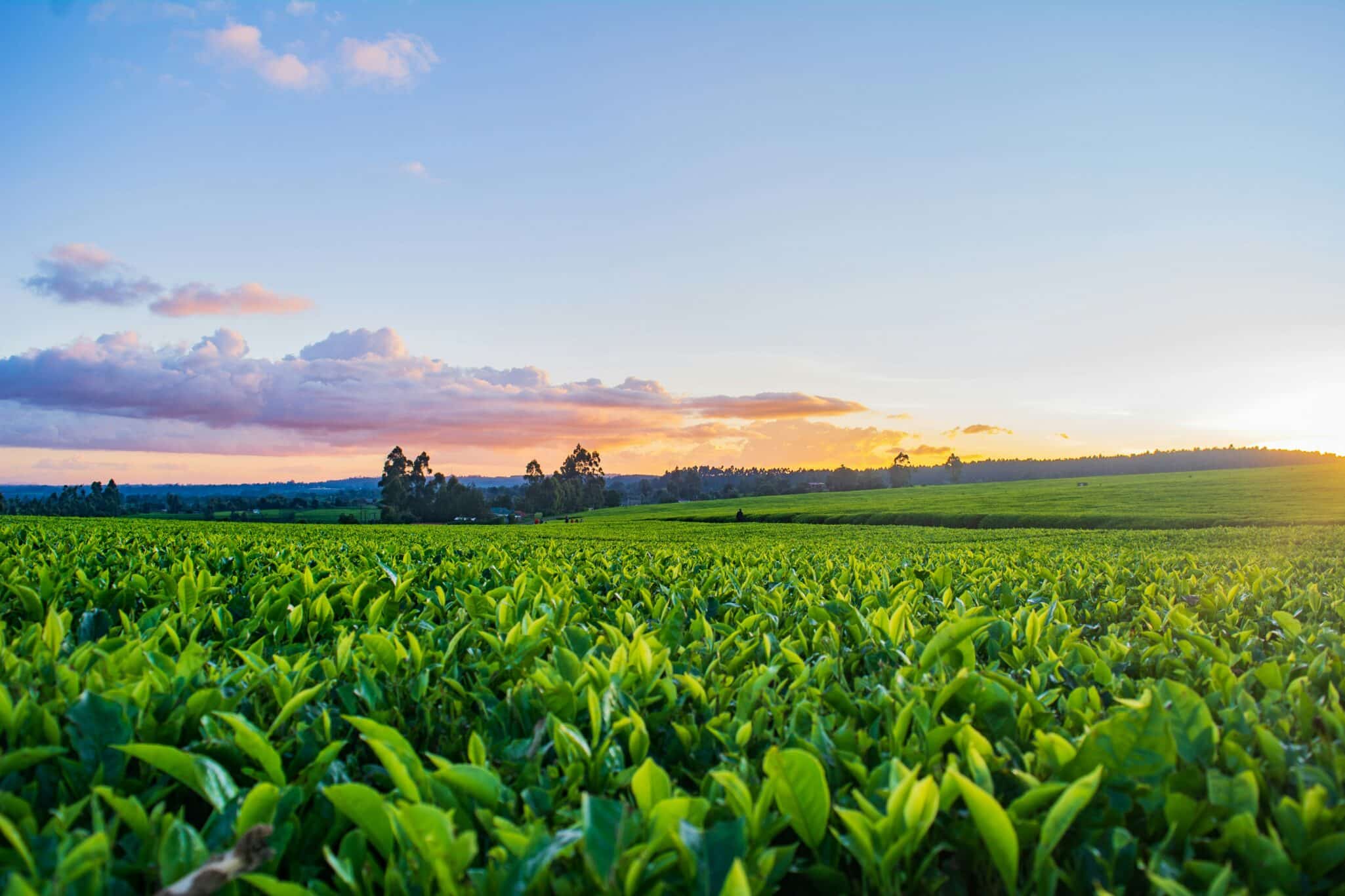 Spanish start-up LiFi4Food has won the food category of the European EIT Jumpstarter program that will help incorporate the company.