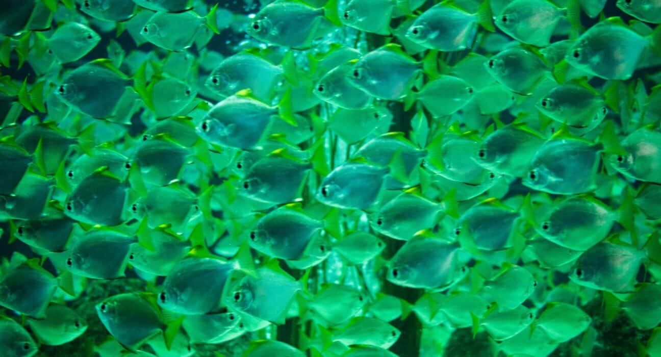 Aquaponics: A Sustainable Solution for Efficient Food Production?