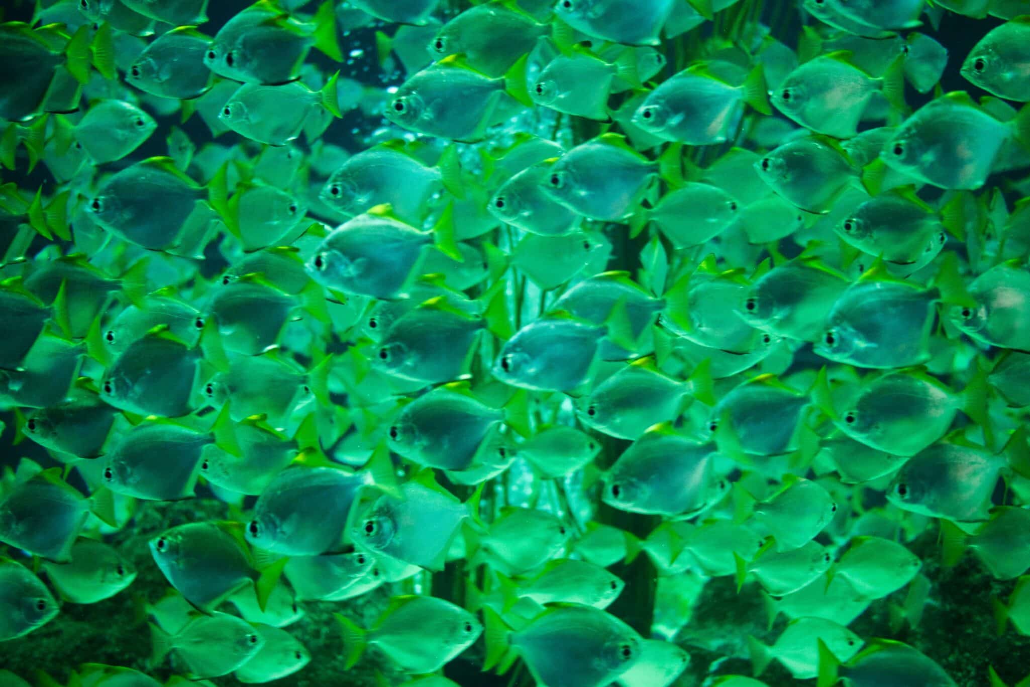 Aquaponics: A Sustainable Solution for Efficient Food Production?