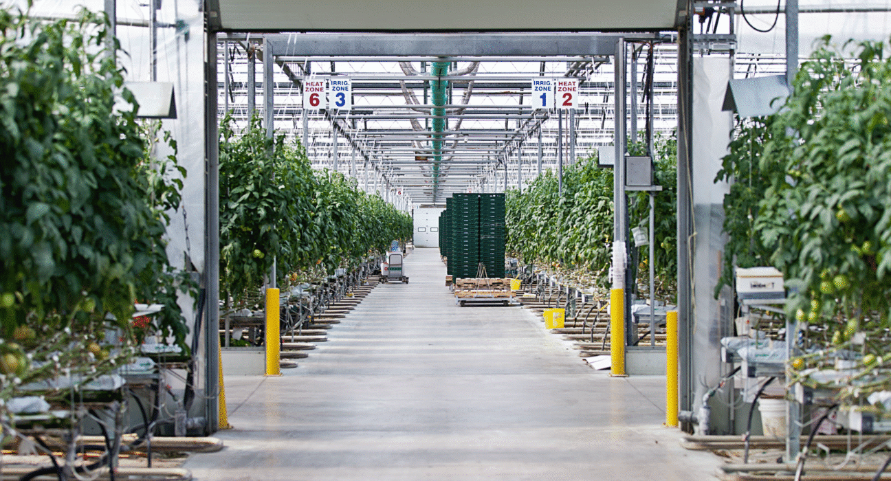 AgTech company, Betterment Harvest Takes a 50% Stake In Ontario Greenhouse