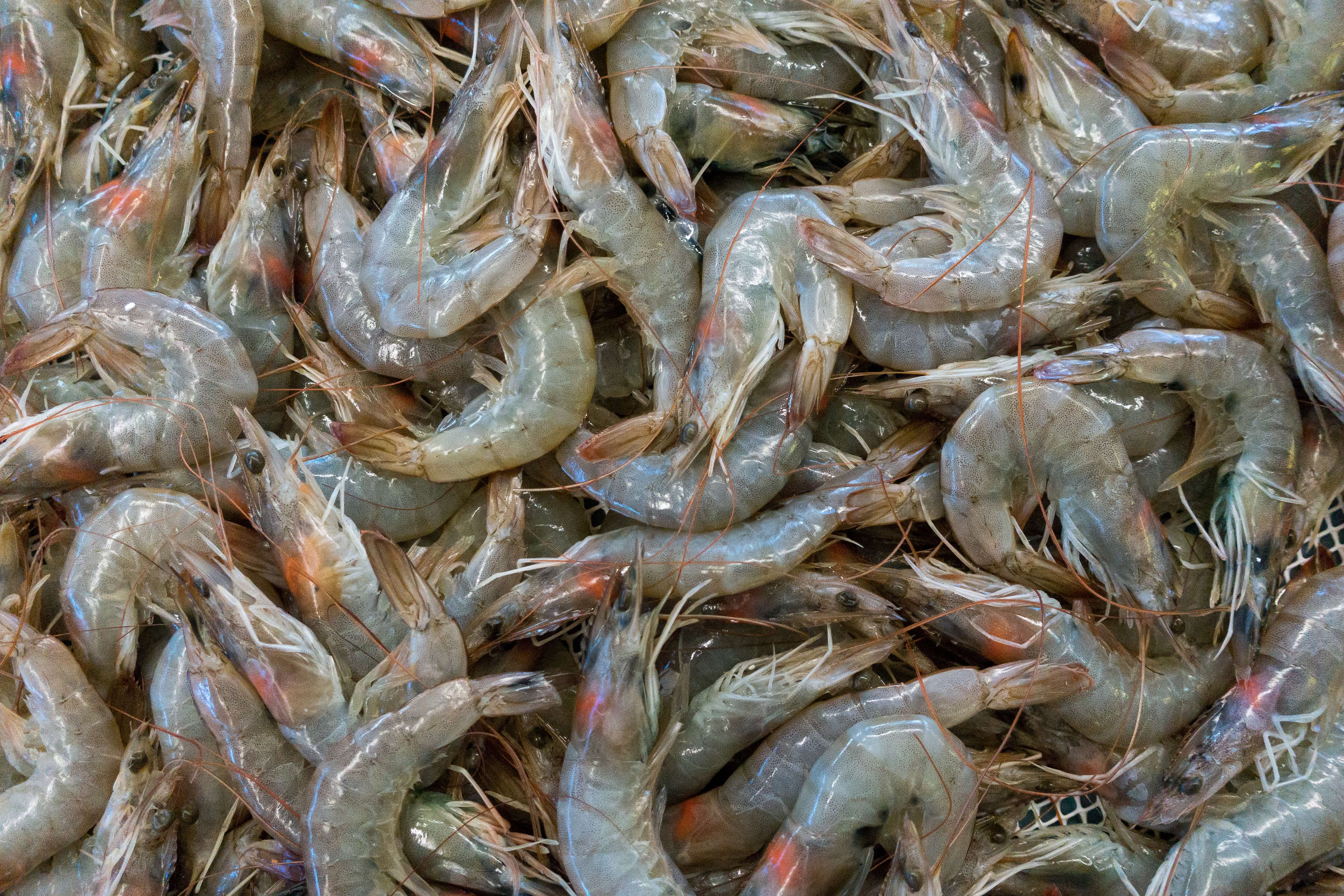 NaturalShrimp, Inc. has announced the commencement of a prawn farm wastewater treatment trial in Mackay, Australia.