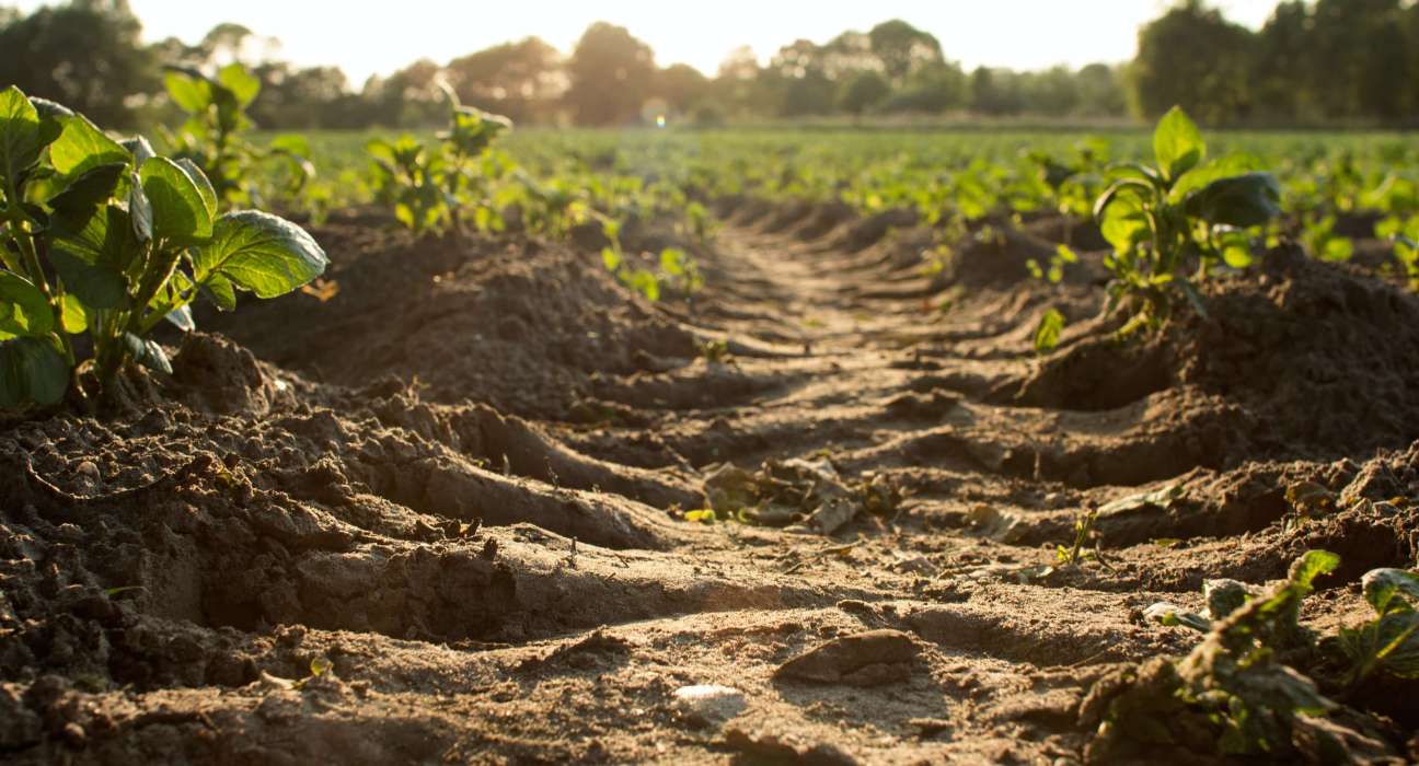 Soil ecosystem degradation with stress