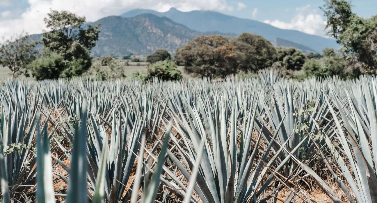 Regenerative agave agriculture