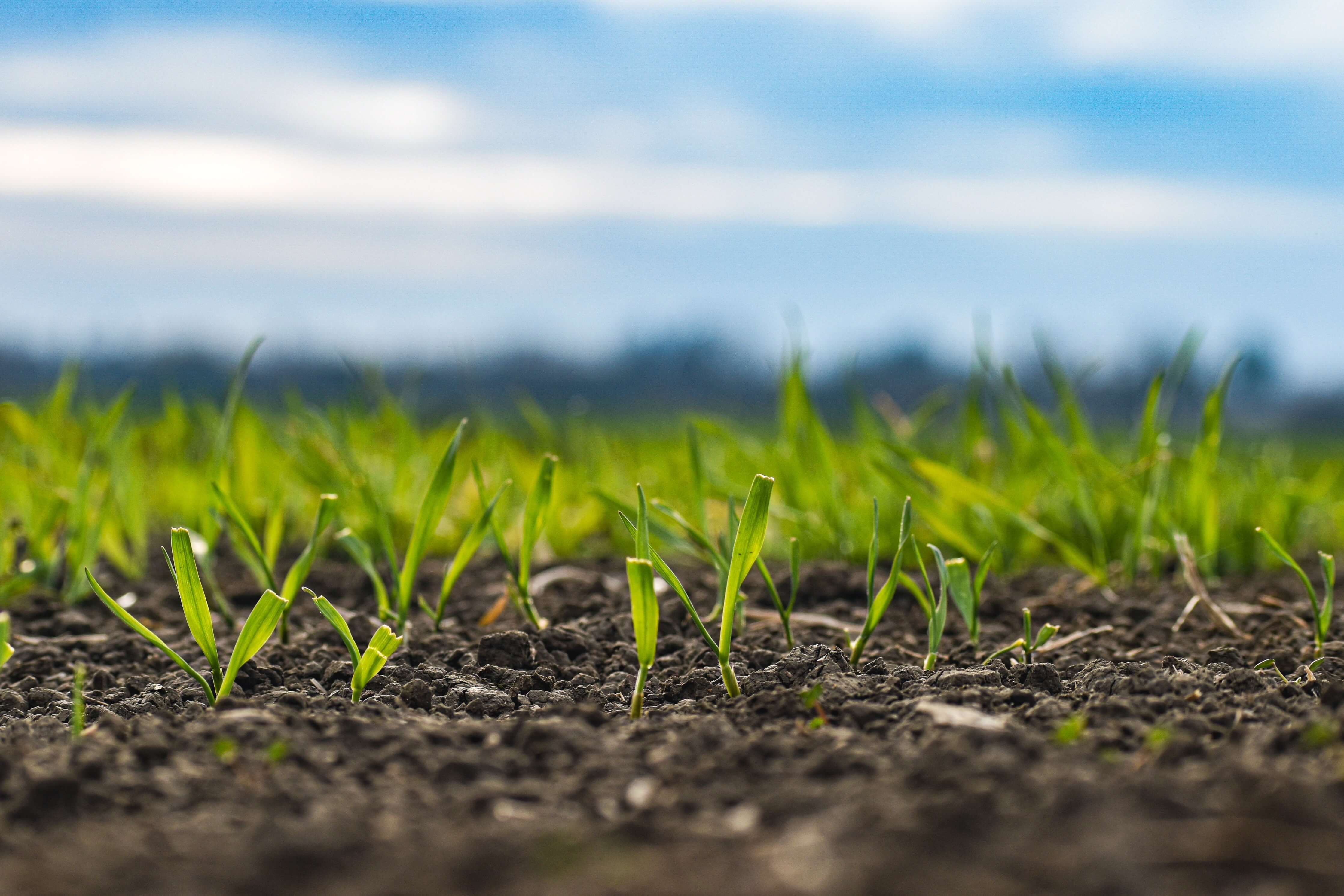 agrifood tech funding dropped according to AgFunder report