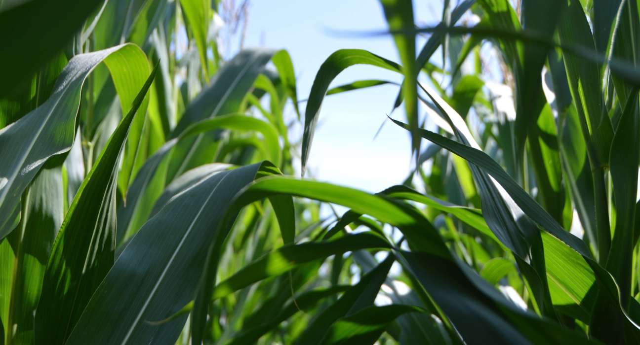 KPM Analytics agtech company