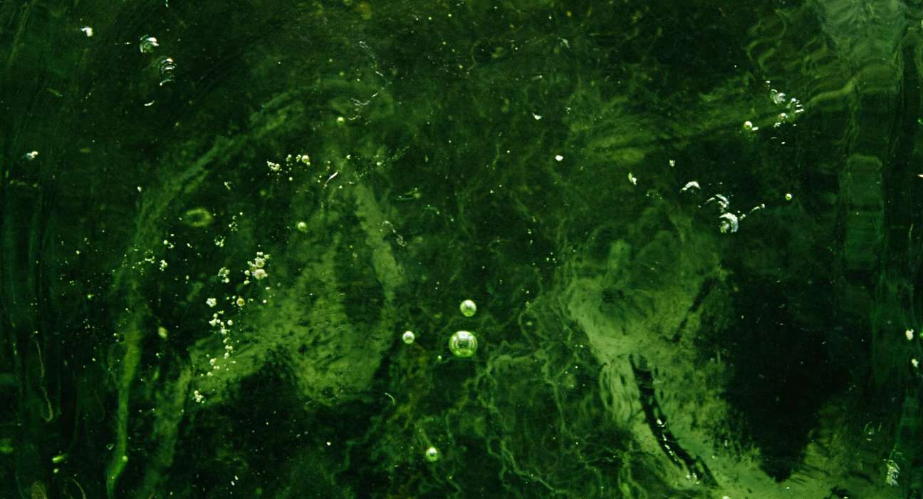 Provectus Algae AgTech company receives investment