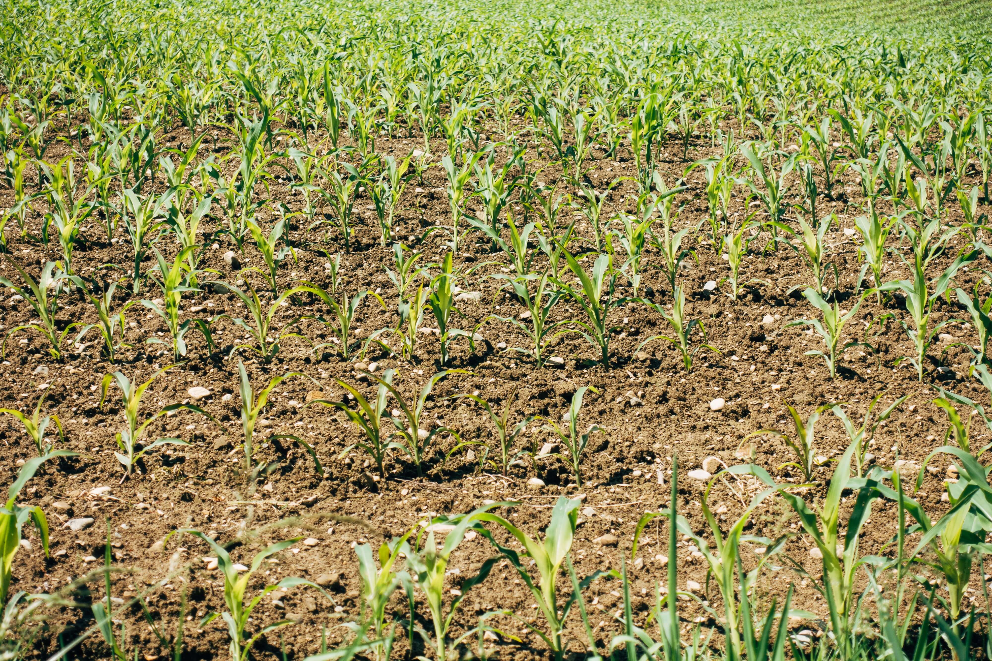 American-made fertilizer agtech