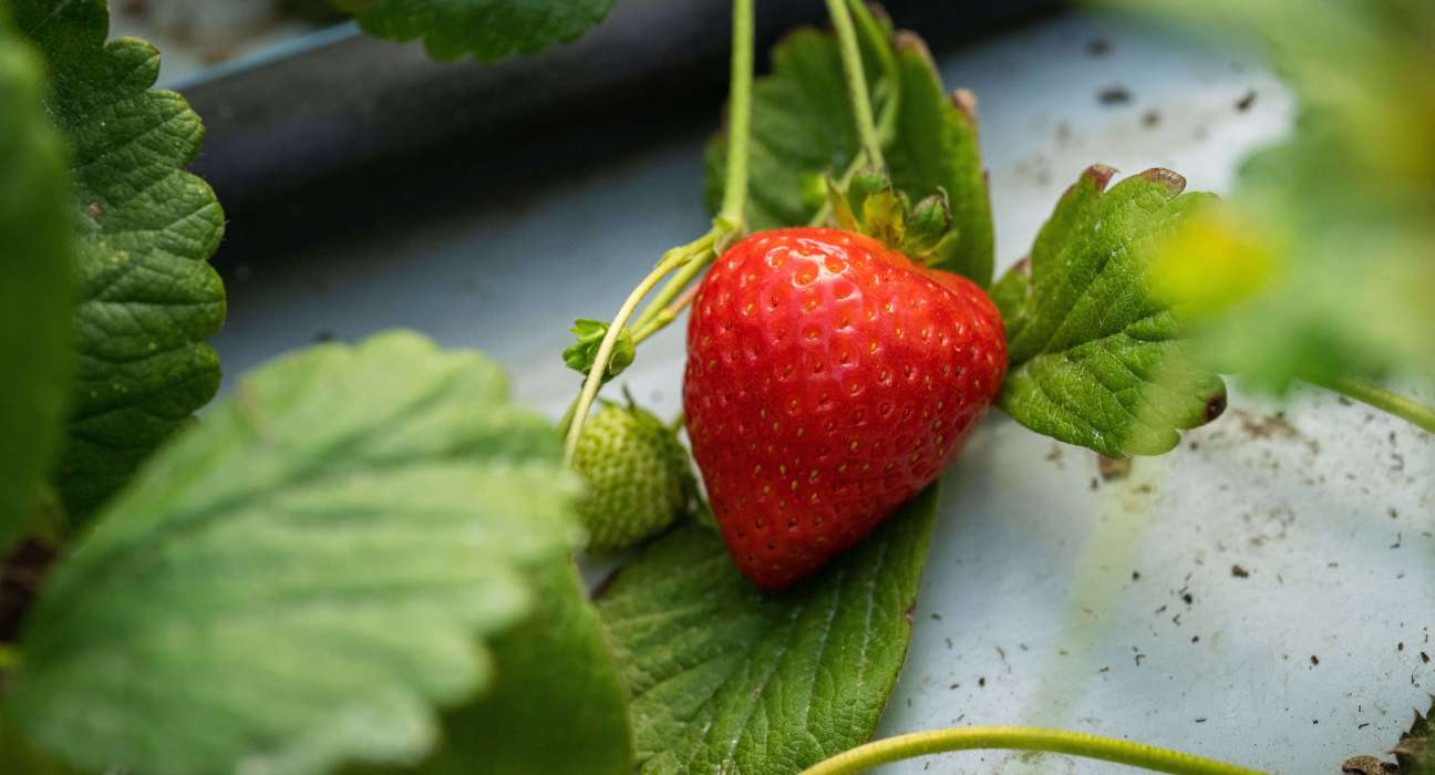 Fusarium resistance strawberry
