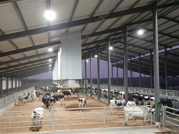 Native Microbials Diary Cows