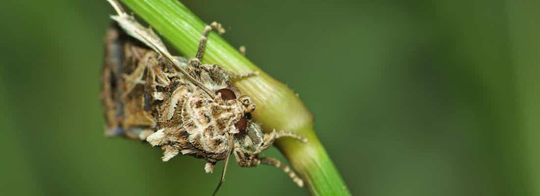 Researchers at INRAE have discovered that female pheromones significantly affect the circadian rhythms of male African cotton moths, altering their mating patterns.