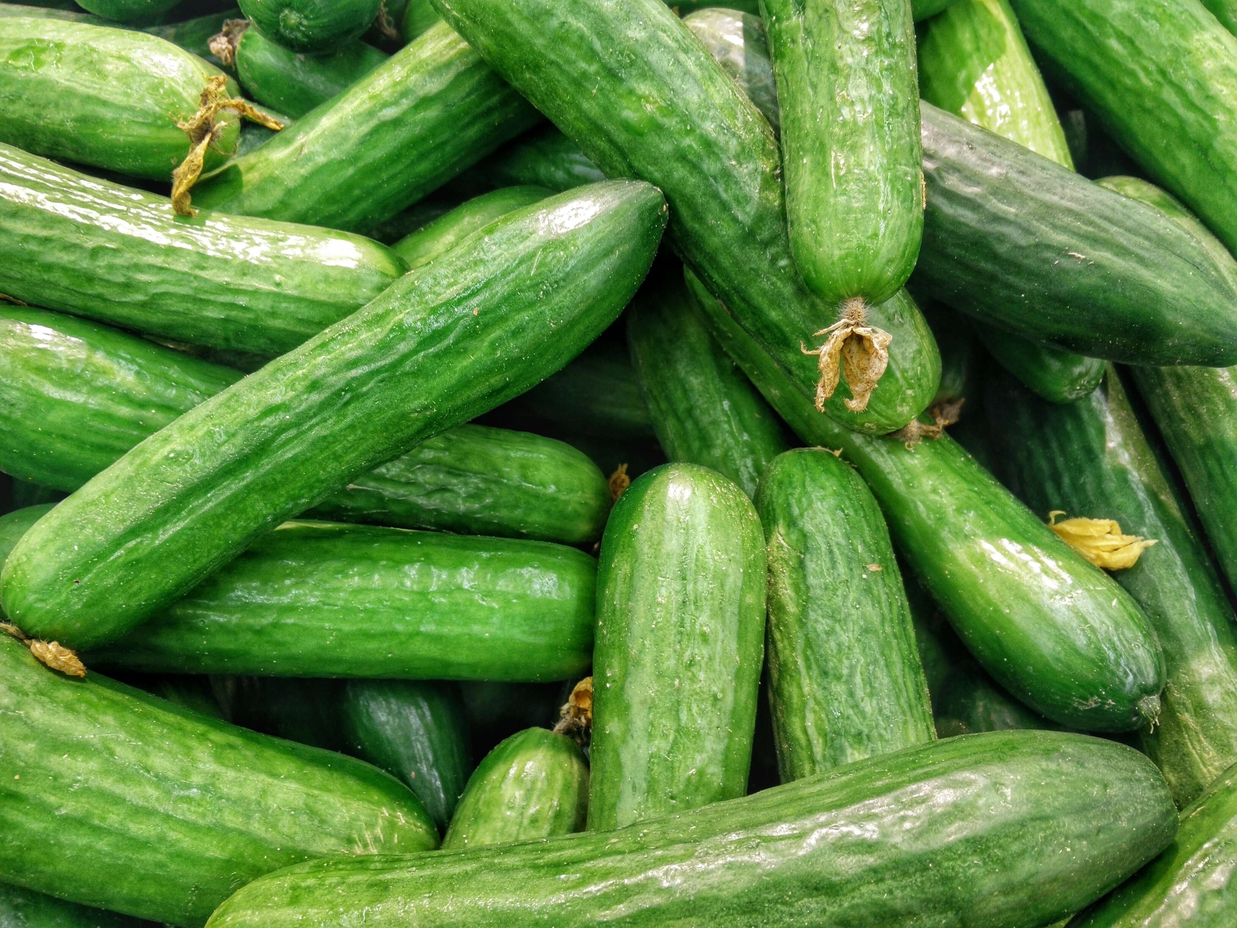 Cucumber seedling