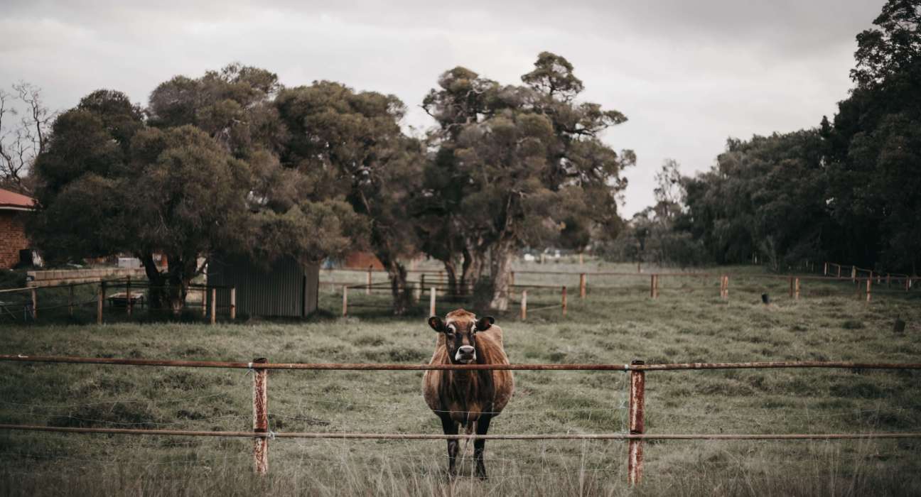Western Australia