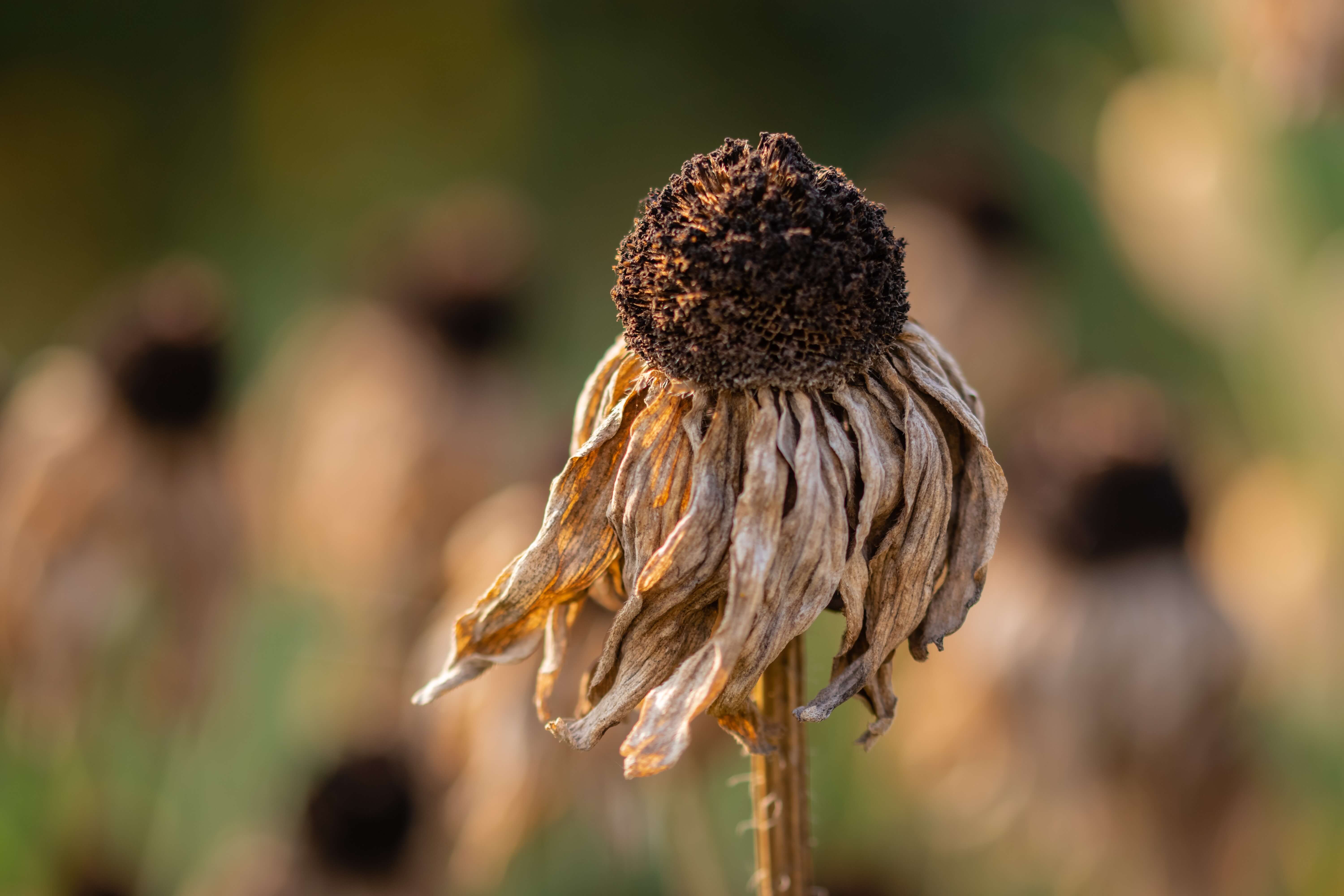 plant heat