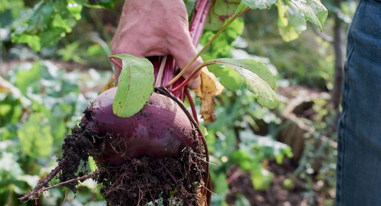 French Agriculture Organic Farming