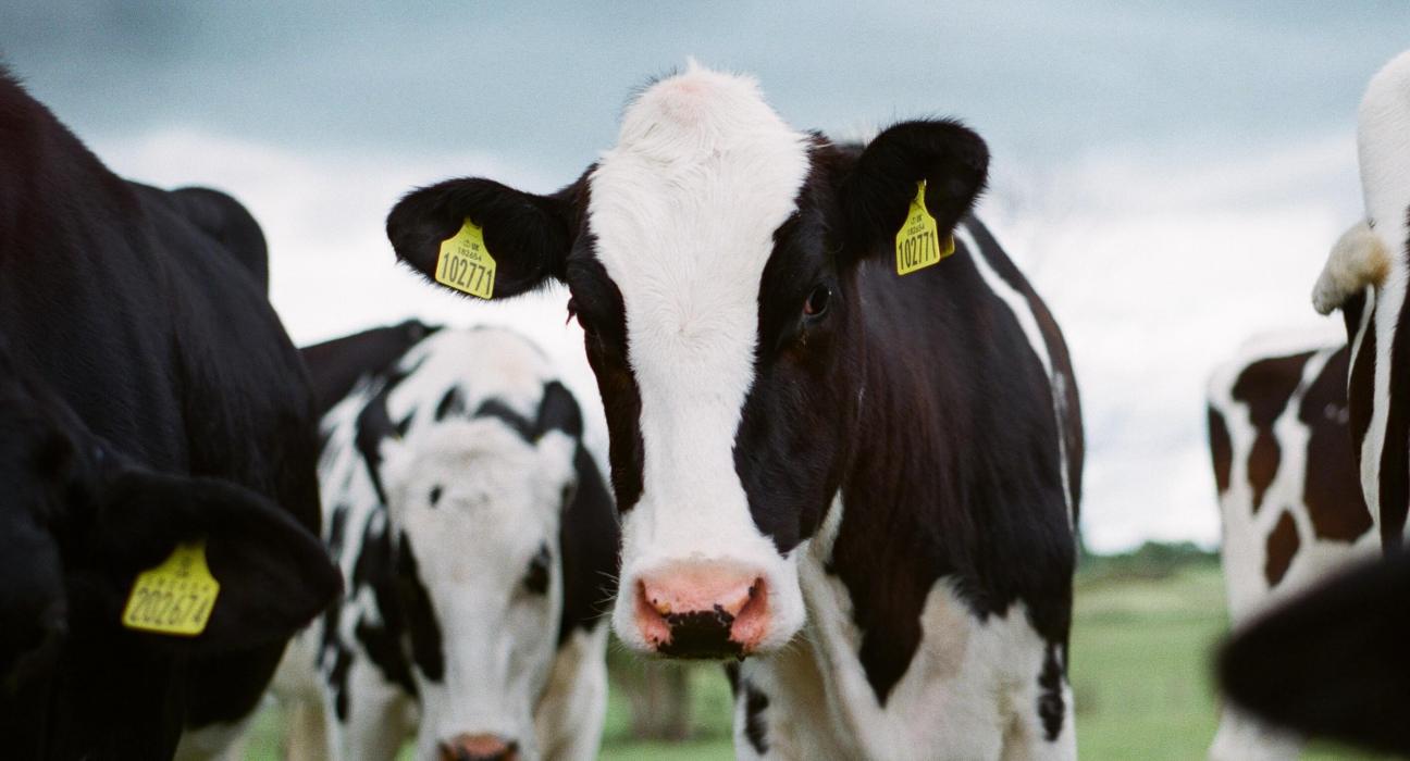 California Dairy Sector on Course to Climate Neutrality by 2030