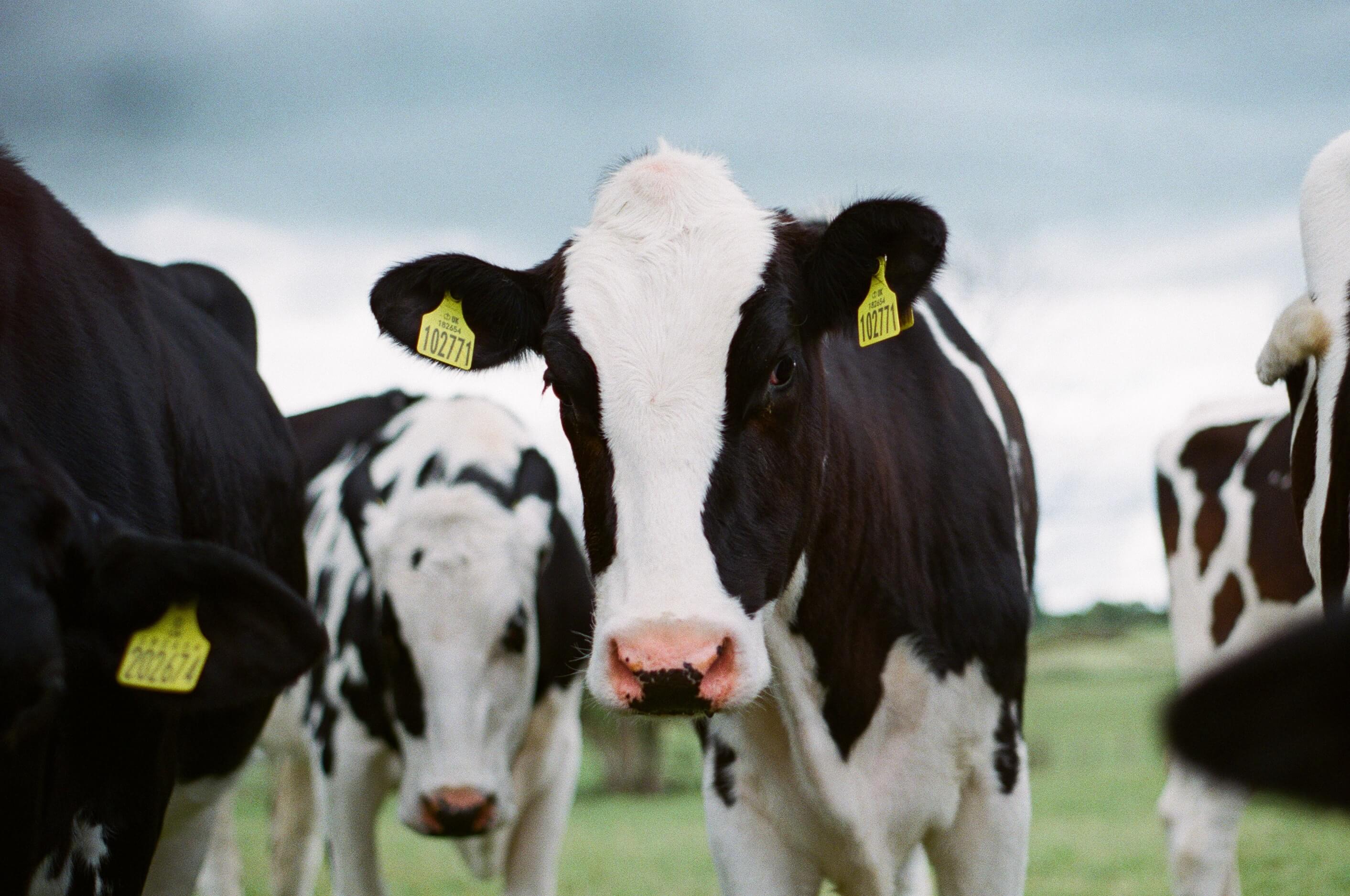 California Dairy Sector on Course to Climate Neutrality by 2030