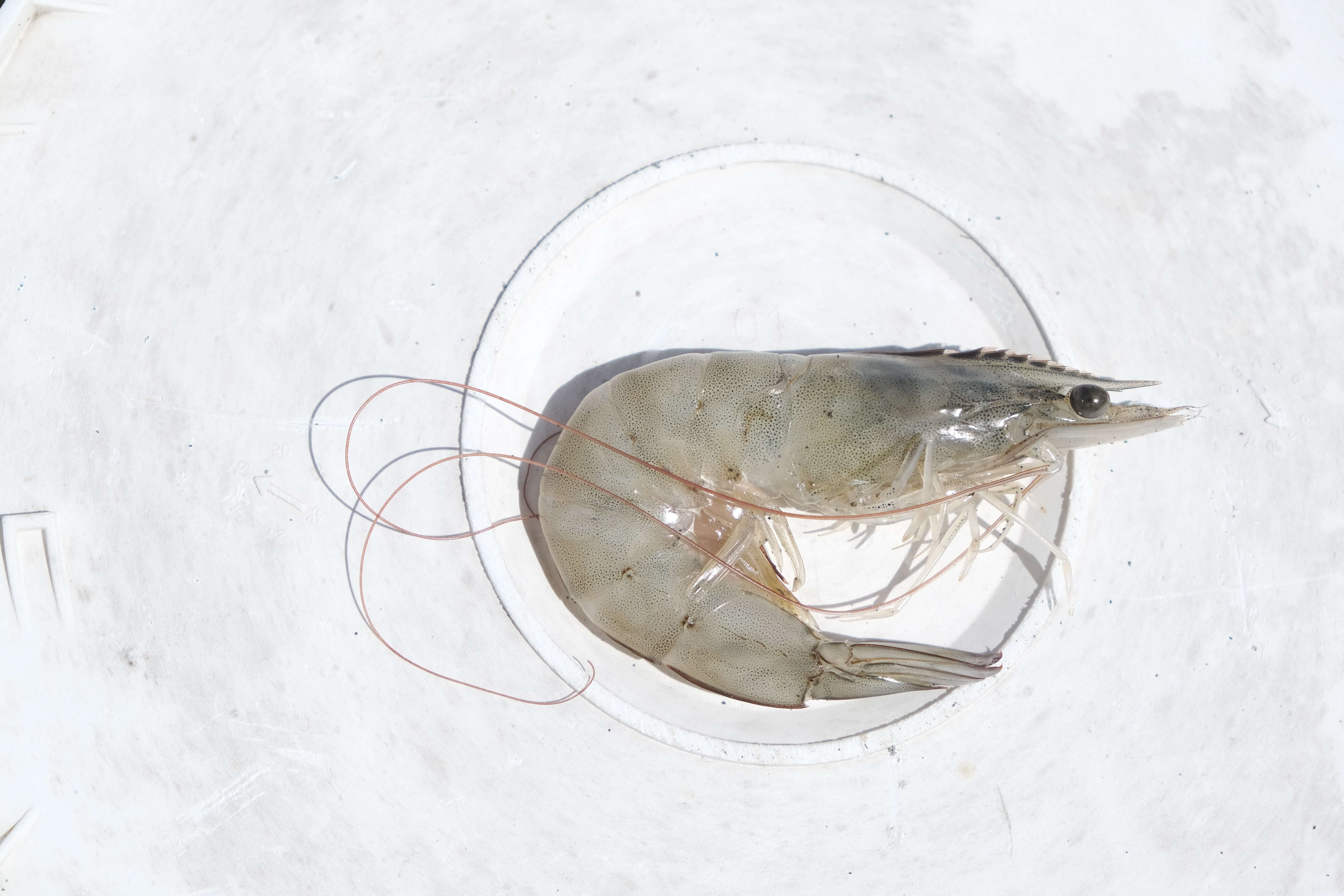 Atarraya Hosts Harvest Celebration for World's First Sustainable Plug-and-Play Shrimp Farm