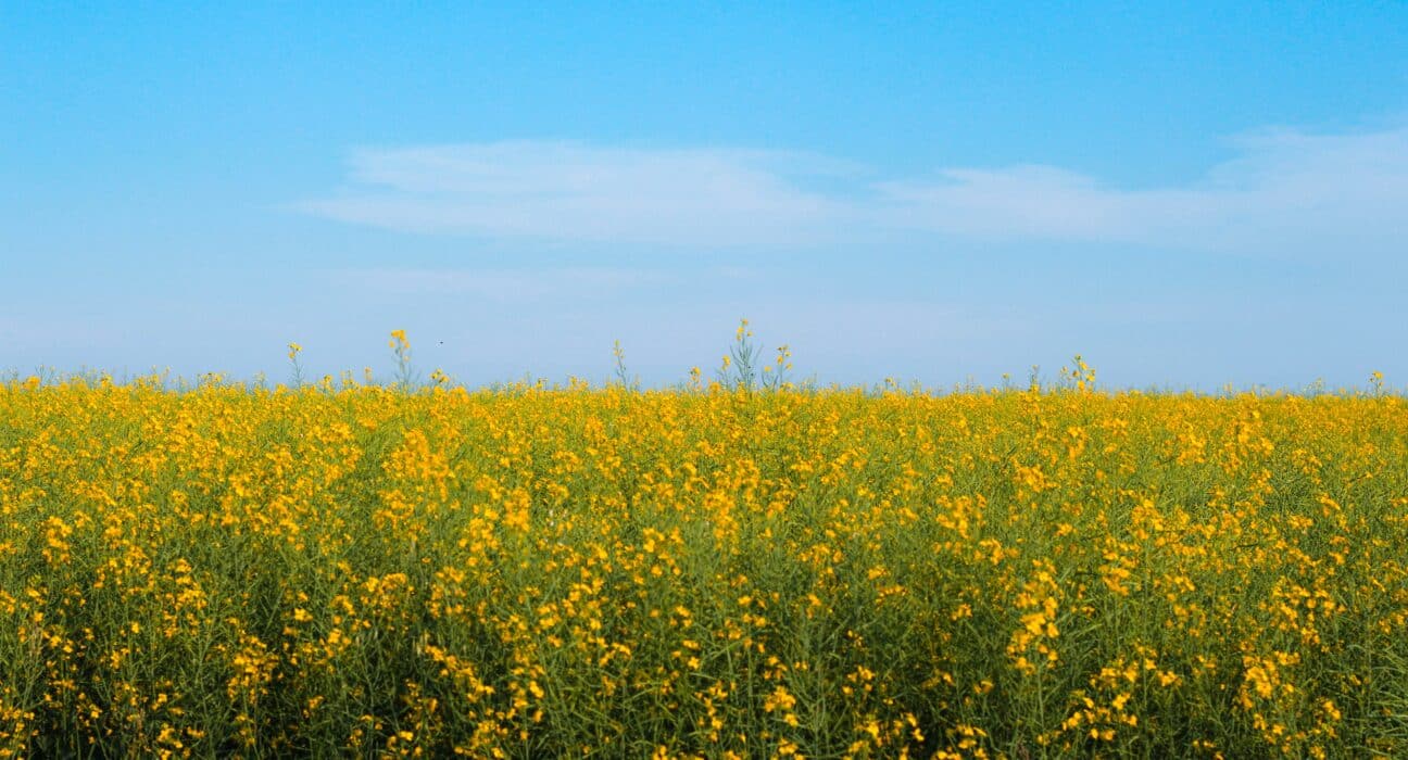 LSB Industries reports strong Q3 2025 with 42% revenue growth, $7.1M profit, and low-carbon ammonia project on track for 2026.