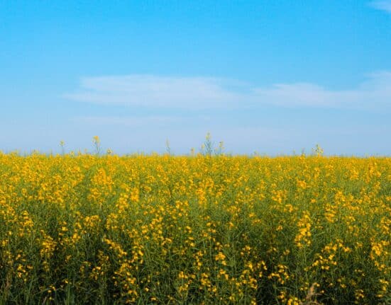 LSB Industries reports strong Q3 2025 with 42% revenue growth, $7.1M profit, and low-carbon ammonia project on track for 2026.