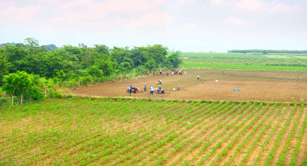 Food Supply Chain Cybersecurity: Dhanuka Agritech Partners with SentinelOne