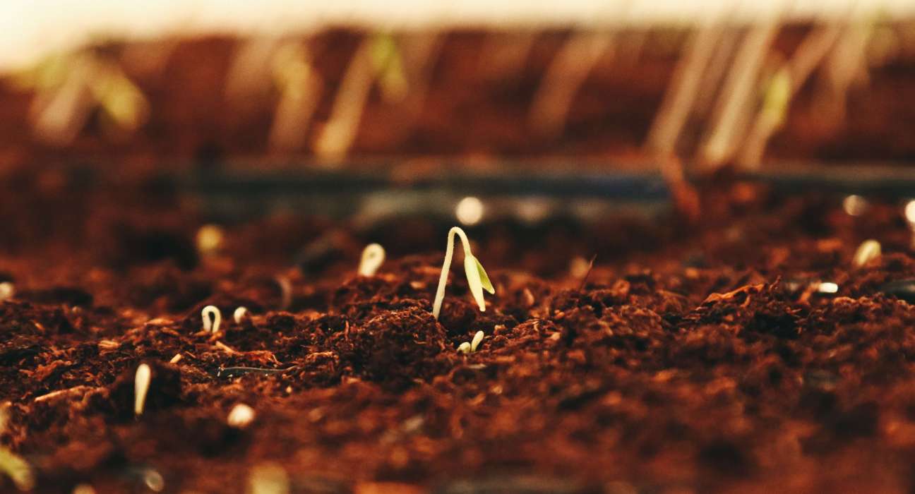 Private equity firm Sandton Capital Partners acquires Vindara, pioneering seeds for vertical indoor farming.