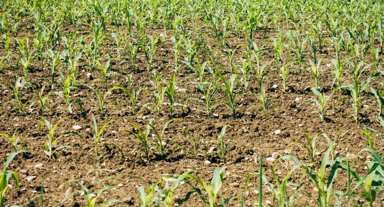 Argus launches Africa Fertilizer service, adding price transparency and supply insights to support farmers, trade, and investment growth.