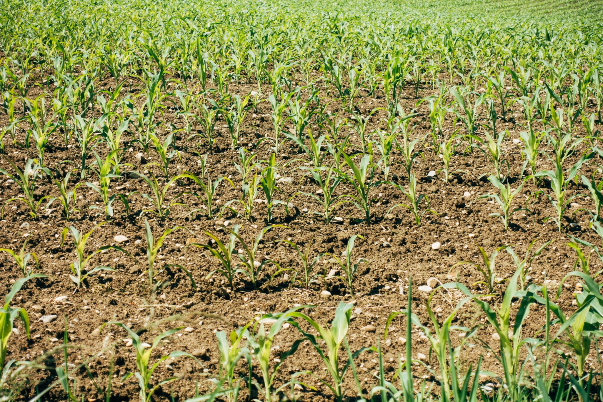 Argus launches Africa Fertilizer service, adding price transparency and supply insights to support farmers, trade, and investment growth.