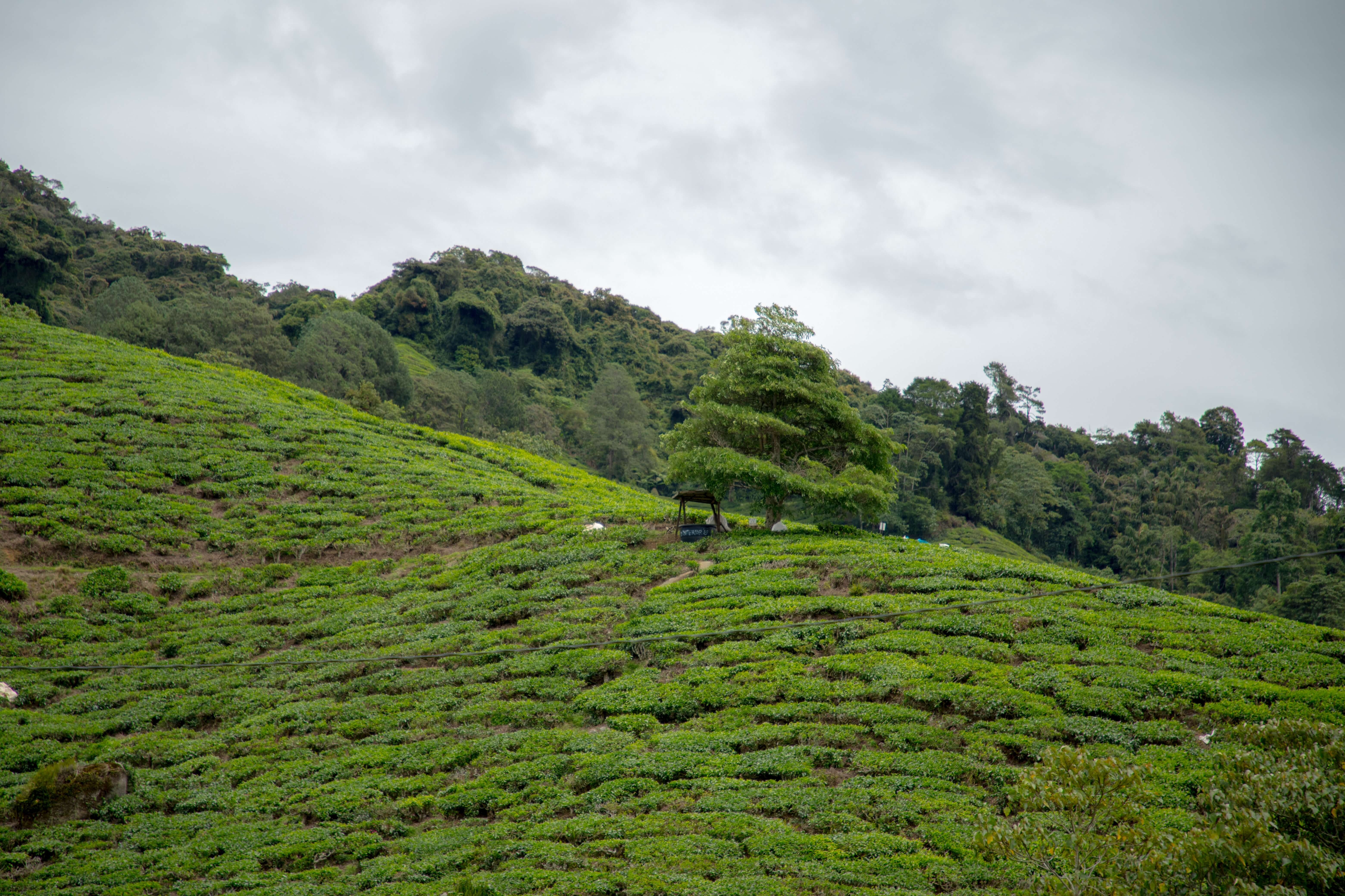 PPK LJ and Kambyan Network have launched 'IR 5.0 - Integrated Digital Farm', revolutionizing agriculture in Malaysia with automation.