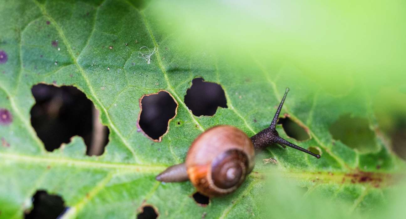 Vestaron Corporation is revolutionizing sustainable agriculture with its breakthrough biopesticide Basin Flex