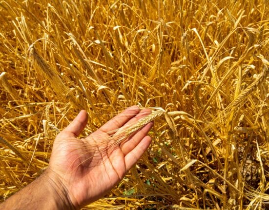 FarmWorks secures investment from Marula Square to scale tech-driven, climate-smart farming and empower smallholders in Kenya.