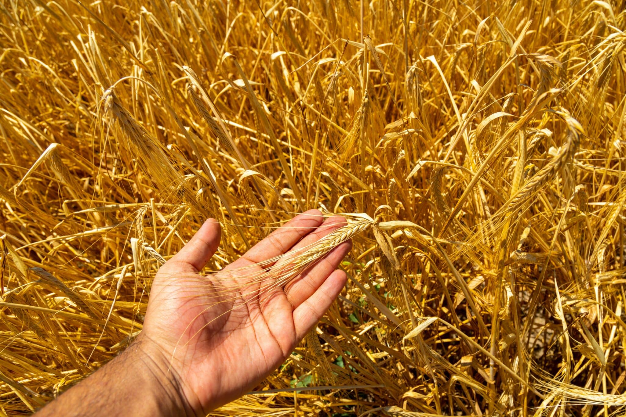 FarmWorks secures investment from Marula Square to scale tech-driven, climate-smart farming and empower smallholders in Kenya.