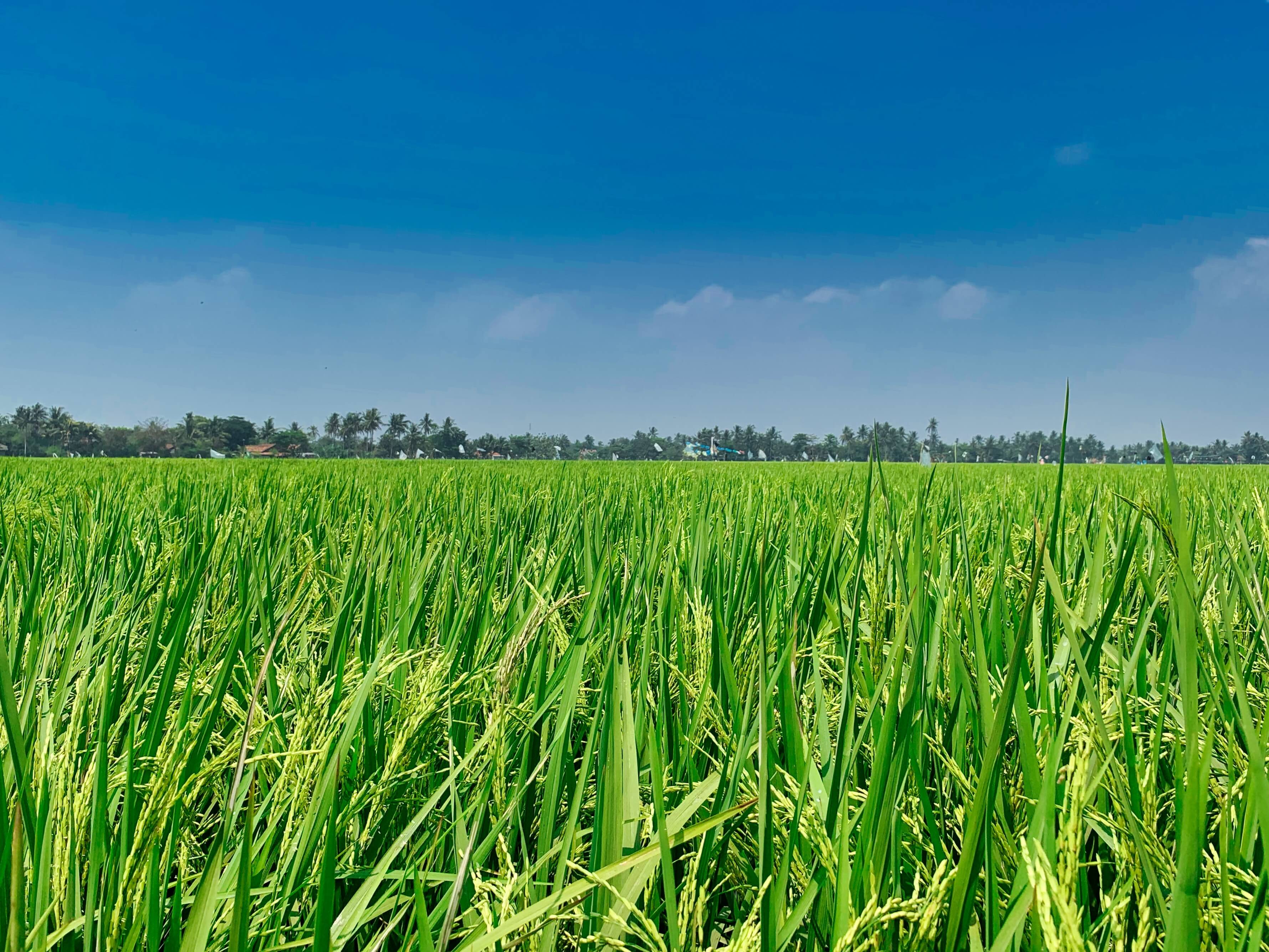 Rice Subspecies: Unlocking the Secrets of Reproductive Isolation