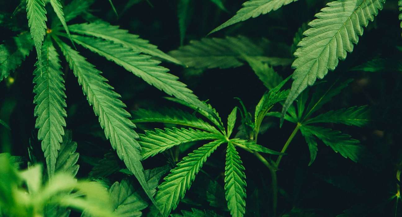 Cameron's Seafood partners with I-Hemp Katalyst to lead the way in renewable materials embracing a sustainable future.
